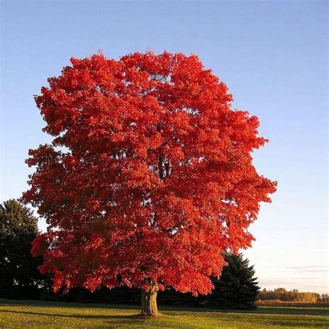 Autumn Red Maple can grow in a wooded area. | Red maple tree, Fast growing trees, American red ...