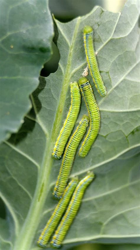 Cabbage Moth Caterpillars on a Leaf Stock Image - Image of cabbage, insect: 175944853