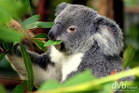 Lone Pine Koala Sanctuary, Brisbane, Australia | Worldwide Destination Photography & Insights