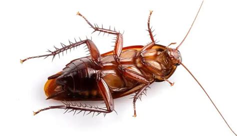 Diseases Caused By Cockroaches - Best Roach Killer