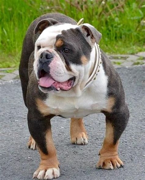 37+ What Is An Old English Bulldog Photo - Codepromos