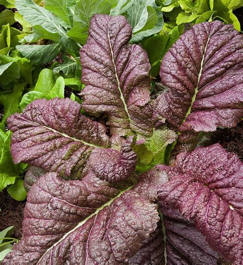 Japanese Giant Red Mustard produces bold maroon and chartreuse leaves. Its peppery tones are ...