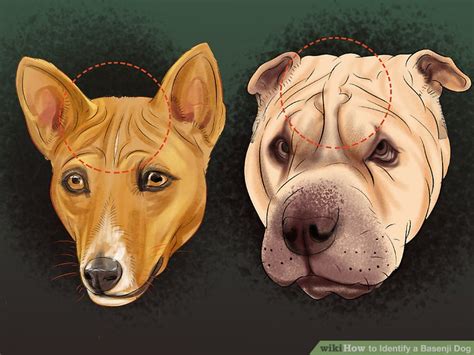 How to Identify a Basenji Dog: 13 Steps (with Pictures) - wikiHow