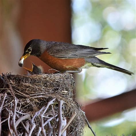 Robin Red Breast - Etsy