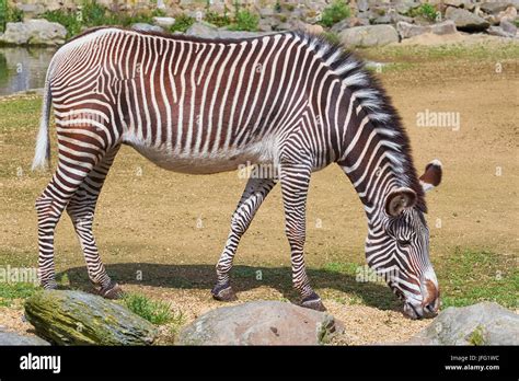 Zebra (Equus Quagga Stock Photo - Alamy