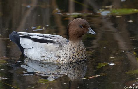 Australian Wood Duck (Maned Duck) Photos - Photographs - Pictures