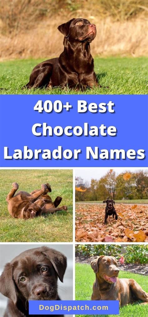 400+ Best Chocolate Labrador Names (2022 Updated) - Dog Dispatch