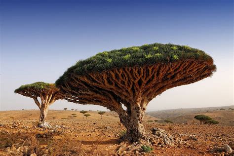 Dragon Blood Tree, Socotra, Yemen [1556x1040] : EarthPorn