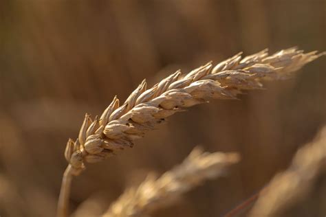 Wheat Plant