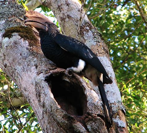 Birds of the World: Silvery-cheeked hornbill