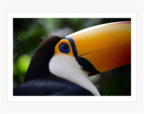 Colorful Toucan Close-Up - Birds Animals Wildlife - Nature Photography Art – Poster | Canvas ...