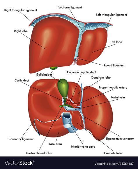 Liver Diagram Anatomy Anatomy Liver Labeled Clipart Classroom | Porn ...