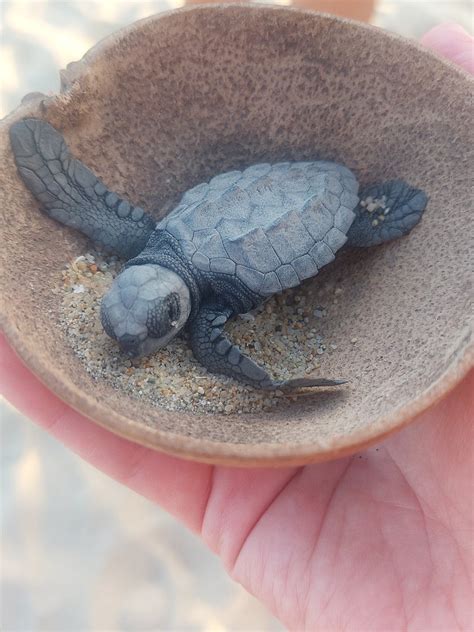 Playa Bacocho turtle release Puerto Escondido, #AMAZING!!