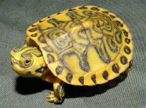 Clown yellow belly | Yellow bellied slider, Tortoise turtle, Tortoises