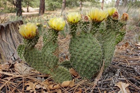 Prickly Pear Cactus (Opuntia spp.) - Mountain Herbalism