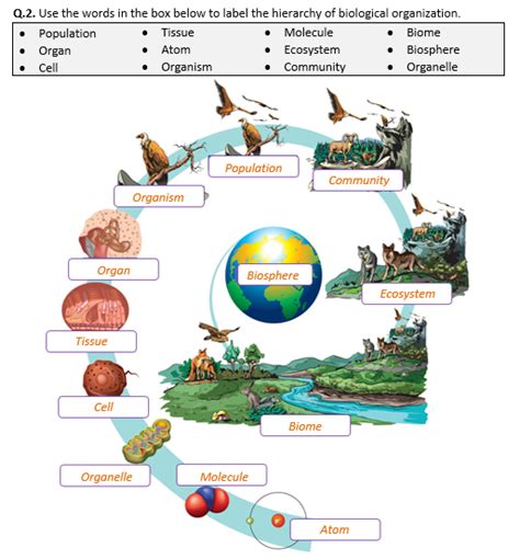 Biosphere Levels Of Ecological Organization Worksheet - Printable Word ...