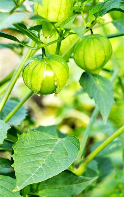 How to Grow and Harvest Tomatillos | Gardener’s Path