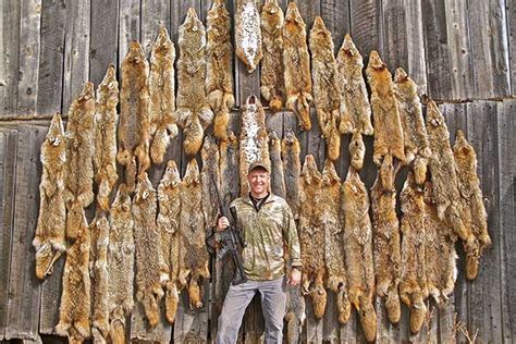 Proven Tactics to Kill More Coyotes - Petersen's Hunting