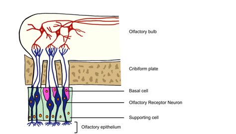 Olfactory System – Introduction to Neuroscience