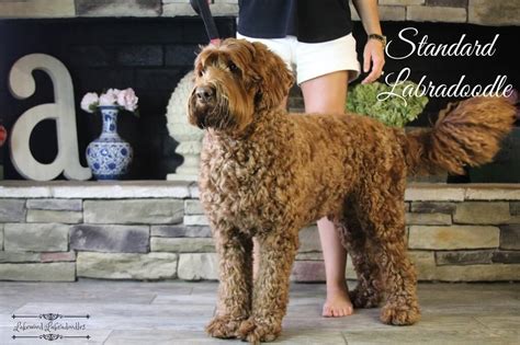 Lakewood Australian Labradoodles - Guía completa de tallas de ...