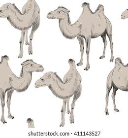 Sketch Bactrian Camel On White Background Stock Vector (Royalty Free) 411143527