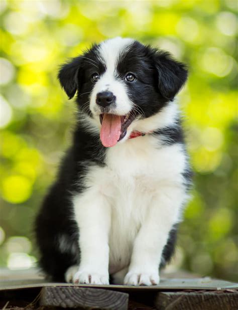 The Border Collie: Lifespan, temperament, colours, weight