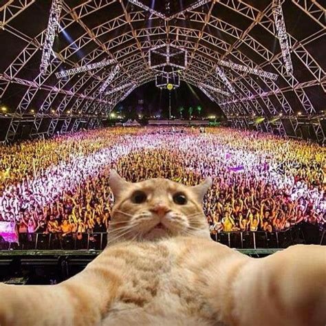 Dj Cat takes a selfie! : r/EDM