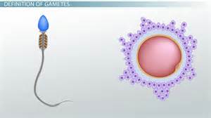 Gametes | Definition, Formation & Examples - Lesson | Study.com