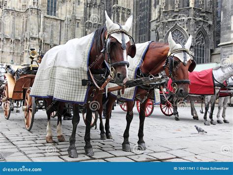 Traditional horse coach stock image. Image of stefansdom - 16011941