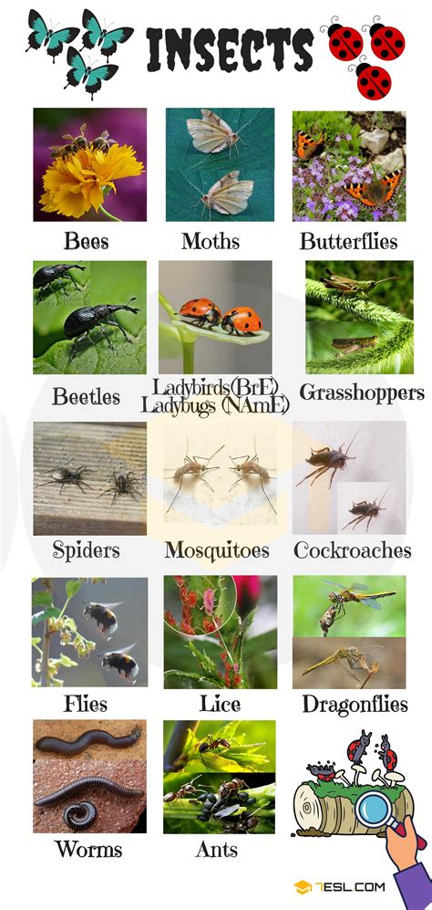 Insects Pictures With Names For Kids