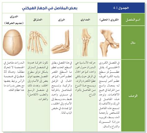 biology : الجهاز الهيكلي والعضلي