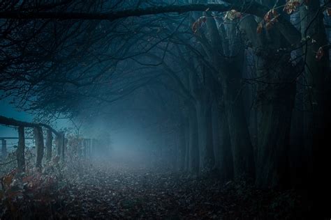 Dark pathway with dead trees and fog HD wallpaper | Wallpaper Flare