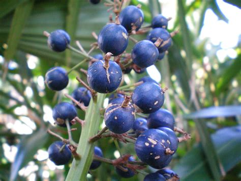 blue berry ginger, found in coastal rainforests in eastern Australia. Planting Seeds, Planting ...