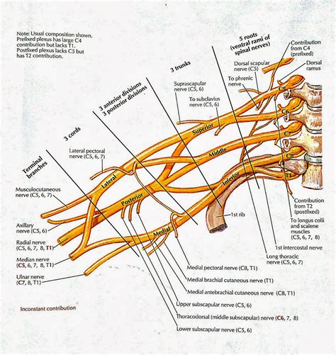 VISUAL ANATOMY: Brachial Plexus