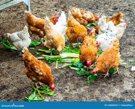 Chickens in an Open Chicken Coop that Eat Healthy Vegetables from Their Own Garden Stock Image ...