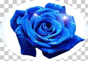 Blue Rose Flower Garden Roses PNG, Clipart, Adobe Fireworks, Blue ...