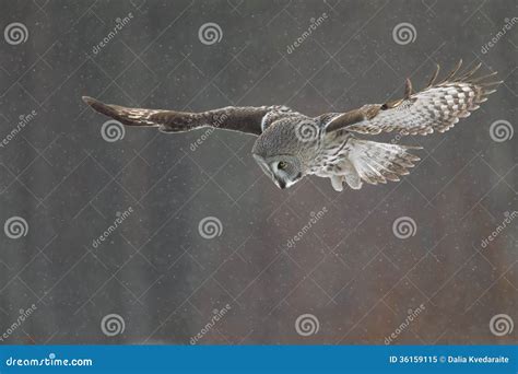 Great Grey Owl hunting stock image. Image of large, ghost - 36159115