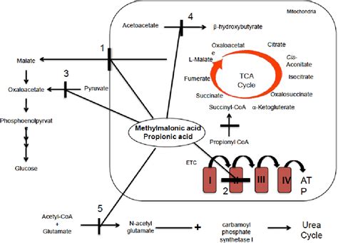 [PDF] Methylmalonic Acidemia: Can Treatment be Improved? | Semantic Scholar