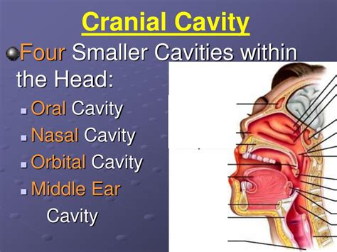 PPT - Human Anatomy & Physiology (HAP) PowerPoint Presentation - ID:5754581