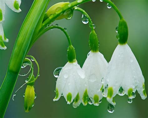 1280x1024 Rain Flowers wallpaper | White & Green Flowers | Pinterest | Flower wallpaper, Rain ...