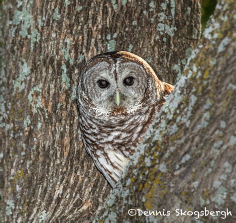 5358 Barred Owl (Strix varia) - Dennis Skogsbergh PhotographyDennis Skogsbergh Photography