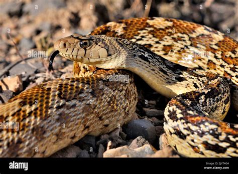 Sonoran gopher snake (Pituophis catenifer affinis), Sonora desert Stock Photo - Alamy