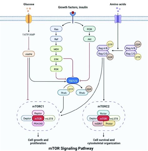 The pathological properties of the Alzheimer's disease brain (involving ...