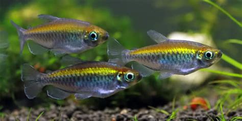 Breeding Livebearing Fish - The Aquarium Guide