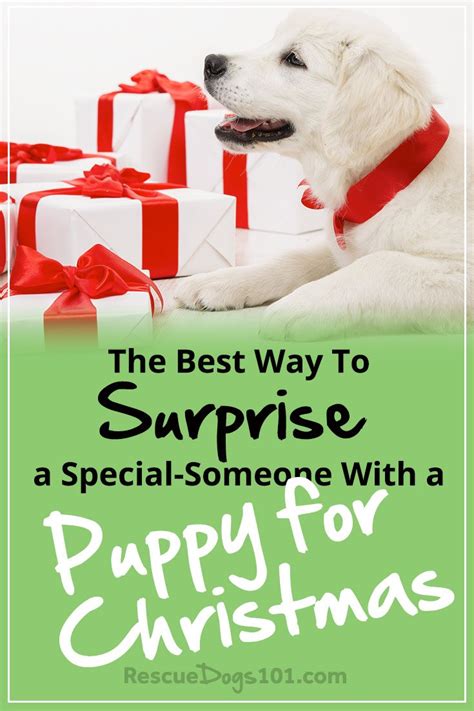 The Best Way to Surprise Someone with a Puppy for Christmas