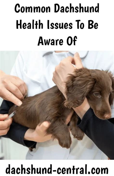 Common health problems in dachshunds - dachshund-central