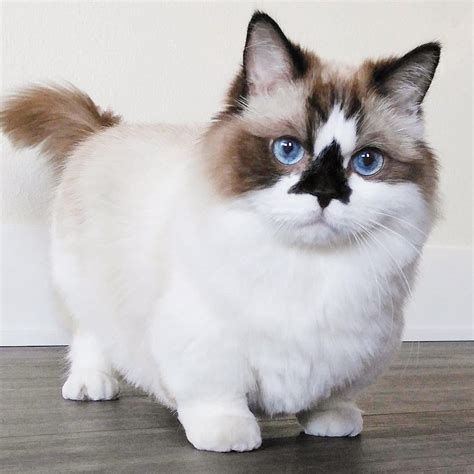 This breed of cat known as the “Munchkin Cat” looks like the corgi of ...