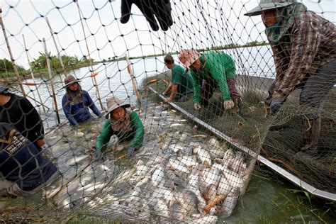 Climate, environmental change puts 90% of world's marine food at risk ...