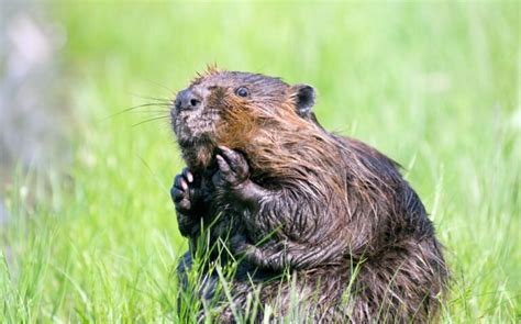 Beaver as Spirit animal, symbolism, meaning and Powers