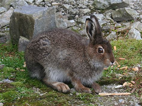 Mountain Hare © Anne Burgess cc-by-sa/2.0 :: Geograph Britain and Ireland